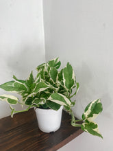 Load image into Gallery viewer, Pothos N Joy  ‘Epipremnum Aureum’
