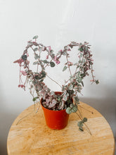 Cargar imagen en el visor de la galería, Variegated String of Hearts Live Plant on Heart Trellis
