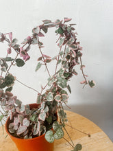 Cargar imagen en el visor de la galería, Variegated String of Hearts Live Plant on Heart Trellis
