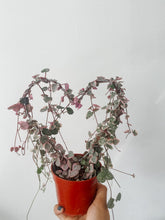 Cargar imagen en el visor de la galería, Variegated String of Hearts Live Plant on Heart Trellis
