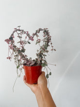 Cargar imagen en el visor de la galería, Variegated String of Hearts Live Plant on Heart Trellis
