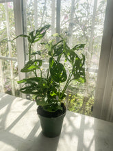 Load image into Gallery viewer, Swiss Cheese Plant (Monstera adansonii)

