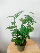 Load image into Gallery viewer, Swiss Cheese Plant (Monstera adansonii)
