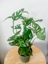 Load image into Gallery viewer, Swiss Cheese Plant (Monstera adansonii)
