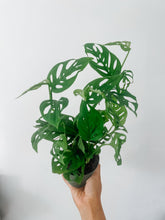 Load image into Gallery viewer, Swiss Cheese Plant (Monstera adansonii)
