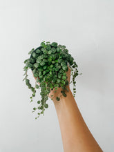 Cargar imagen en el visor de la galería, String of Turtles (Peperomia prostrata) – 4” Live Plant
