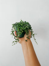 Cargar imagen en el visor de la galería, String of Turtles (Peperomia prostrata) – 4” Live Plant
