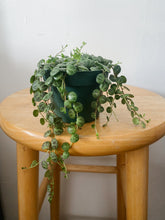 Cargar imagen en el visor de la galería, String of Turtles (Peperomia prostrata) – 4” Live Plant
