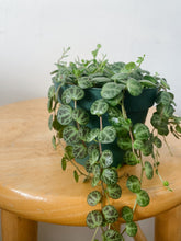Cargar imagen en el visor de la galería, String of Turtles (Peperomia prostrata) – 4” Live Plant
