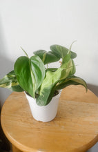Load image into Gallery viewer, Philodendron Brasil (Philodendron hederaceum)
