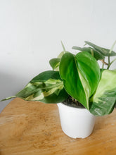 Load image into Gallery viewer, Philodendron Brasil (Philodendron hederaceum)
