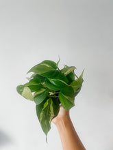Load image into Gallery viewer, Philodendron Brasil (Philodendron hederaceum)
