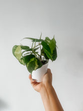 Load image into Gallery viewer, Philodendron Brasil (Philodendron hederaceum)
