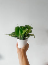 Load image into Gallery viewer, Philodendron Brasil (Philodendron hederaceum)
