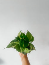 Load image into Gallery viewer, Philodendron Brasil (Philodendron hederaceum)
