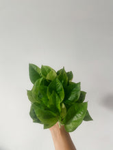 Cargar imagen en el visor de la galería, Pothos ‘Monet Sol’ (Epipremnum aureum)
