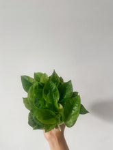 Cargar imagen en el visor de la galería, Pothos ‘Monet Sol’ (Epipremnum aureum)

