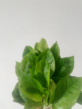 Cargar imagen en el visor de la galería, Pothos ‘Monet Sol’ (Epipremnum aureum)
