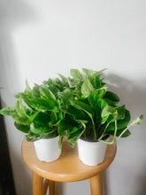 Cargar imagen en el visor de la galería, Pothos ‘Monet Sol’ (Epipremnum aureum)
