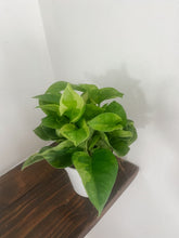 Cargar imagen en el visor de la galería, Pothos ‘Monet Sol’ (Epipremnum aureum)

