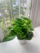 Cargar imagen en el visor de la galería, Pothos ‘Monet Sol’ (Epipremnum aureum)

