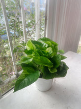 Cargar imagen en el visor de la galería, Pothos ‘Monet Sol’ (Epipremnum aureum)
