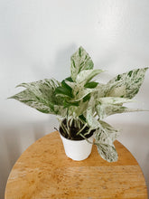 Load image into Gallery viewer, Marble Queen Pothos (Epipremnum aureum)
