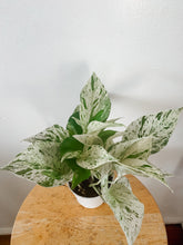 Load image into Gallery viewer, Marble Queen Pothos (Epipremnum aureum)
