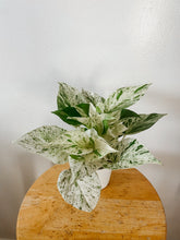 Load image into Gallery viewer, Marble Queen Pothos (Epipremnum aureum)
