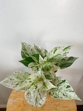 Load image into Gallery viewer, Marble Queen Pothos (Epipremnum aureum)

