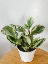 Load image into Gallery viewer, Peperomia obtusifolia ‘Marble’
