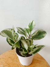 Load image into Gallery viewer, Peperomia obtusifolia ‘Marble’
