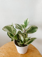 Load image into Gallery viewer, Peperomia obtusifolia ‘Marble’
