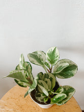 Load image into Gallery viewer, Peperomia obtusifolia ‘Marble’
