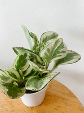 Load image into Gallery viewer, Peperomia obtusifolia ‘Marble’
