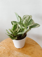 Load image into Gallery viewer, Peperomia obtusifolia ‘Marble’
