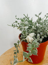 Load image into Gallery viewer, Variegated Million Hearts | Dischidia ruscifolia
