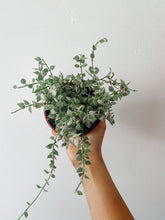 Load image into Gallery viewer, Variegated Million Hearts | Dischidia ruscifolia
