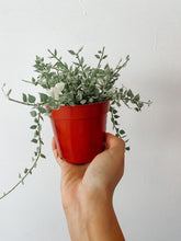Load image into Gallery viewer, Variegated Million Hearts | Dischidia ruscifolia

