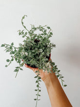 Load image into Gallery viewer, Variegated Million Hearts | Dischidia ruscifolia
