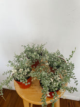 Load image into Gallery viewer, Variegated Million Hearts | Dischidia ruscifolia
