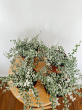 Load image into Gallery viewer, Variegated Million Hearts | Dischidia ruscifolia
