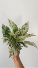 Load image into Gallery viewer, Marble Queen Pothos (Epipremnum aureum)
