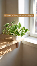 Load image into Gallery viewer, Pothos N Joy  ‘Epipremnum Aureum’
