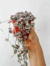 Load image into Gallery viewer, Variegated String of Hearts (Ceropegia woodii 'Variegata')
