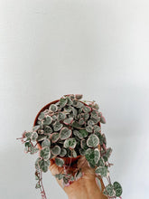 Load image into Gallery viewer, Variegated String of Hearts (Ceropegia woodii 'Variegata')

