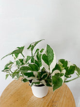 Load image into Gallery viewer, Pothos N Joy  ‘Epipremnum Aureum’
