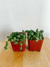 Load image into Gallery viewer, String of Pearls
