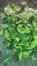 Load and play video in Gallery viewer, Philodendron Brasil (Philodendron hederaceum)
