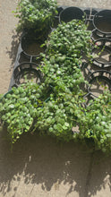 Cargar y reproducir el video en el visor de la galería, String of Turtles (Peperomia prostrata) – 4” Live Plant
